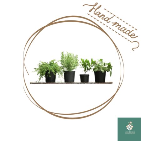 Piantine aromatiche